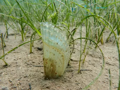 Veliki le&scaron;čur (𝘗𝘪𝘯𝘯𝘢 𝘯𝘰𝘣𝘪𝘭𝘪𝘴), ki so ga na&scaron;li med potapljanjem v piranskem zalivu. Foto: Akvarij Piran