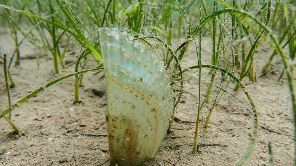 Veliki le&scaron;čur (𝘗𝘪𝘯𝘯𝘢 𝘯𝘰𝘣𝘪𝘭𝘪𝘴), ki so ga na&scaron;li med potapljanjem v piranskem zalivu. Foto: Akvarij Piran