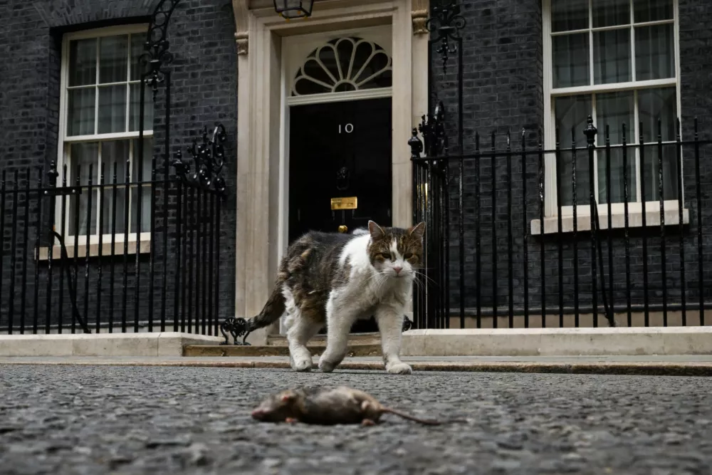 Larry the cat walks next to a dead mouse outside 10 Downing Street, on the day of the first cabinet meeting with British Prime Minister Andy Burnham, in London, Britain, July 21, 2026. REUTERS/Chris J Ratcliffe  TPX IMAGES OF THE DAY