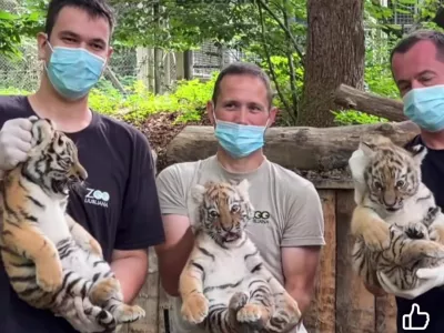 V ZOO Ljubljana so uspe&scaron;no opravili prvi veterinarski pregled treh mladičev sibirskega tigra,