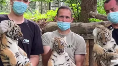 V ZOO Ljubljana so uspešno opravili prvi veterinarski pregled treh mladičev sibirskega tigra,