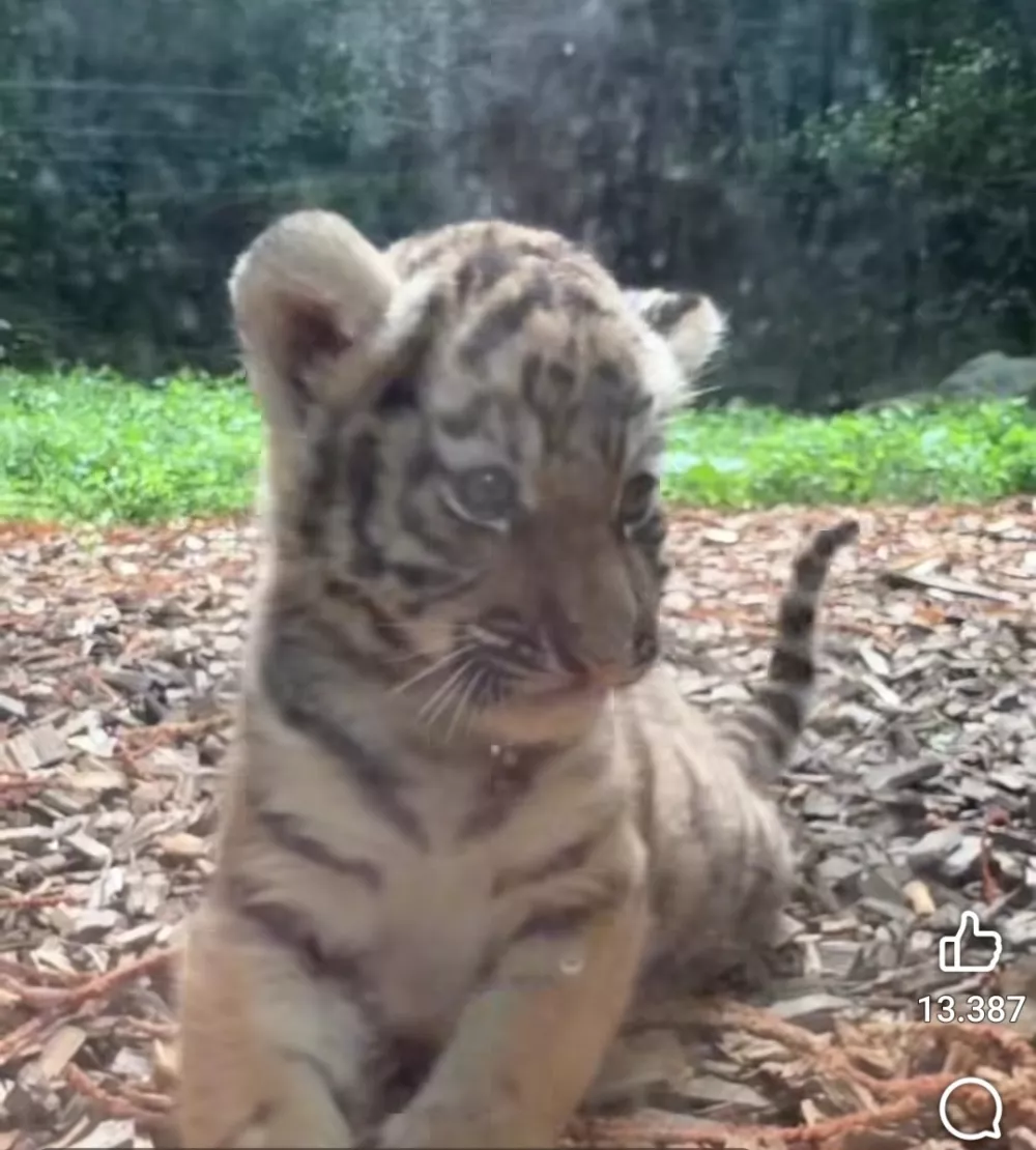 V ZOO Ljubljana so uspe&scaron;no opravili prvi veterinarski pregled treh mladičev sibirskega tigra,