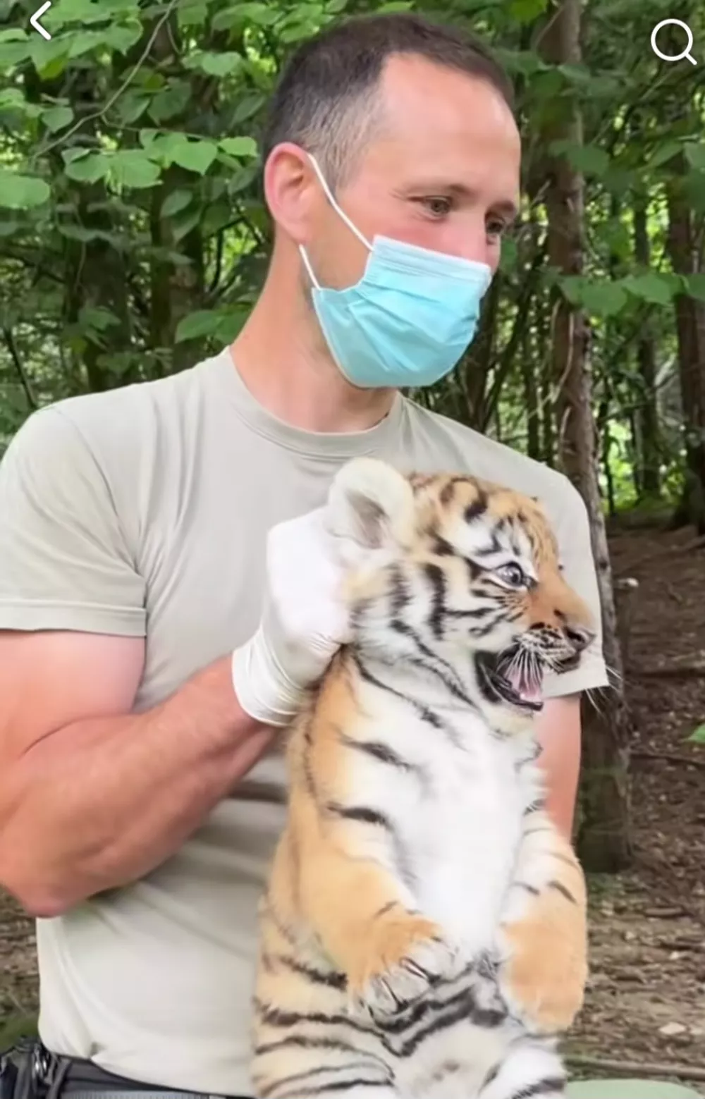 V ZOO Ljubljana so uspe&scaron;no opravili prvi veterinarski pregled treh mladičev sibirskega tigra,