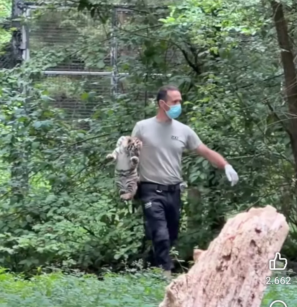 V ZOO Ljubljana so uspe&scaron;no opravili prvi veterinarski pregled treh mladičev sibirskega tigra,