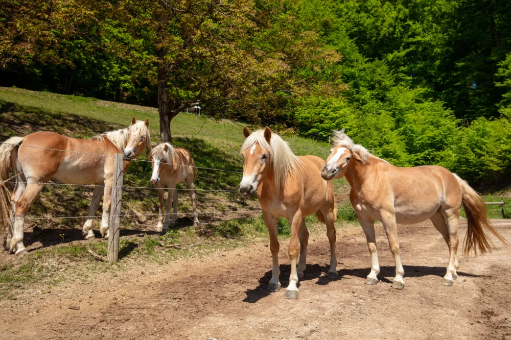 Za konje pasem haflinger pravijo, da so izredno mirni, vzdržljivi in spo&scaron;tljivi. F Jure Kotnik