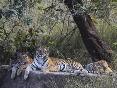 Royal Bengal Tiger, Panthera tigris, female, cubs, Panna Tiger Reserve, Madhya Pradesh, India.