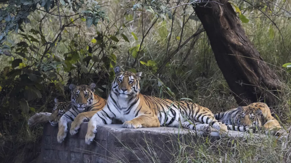 Royal Bengal Tiger, Panthera tigris, female, cubs, Panna Tiger Reserve, Madhya Pradesh, India.