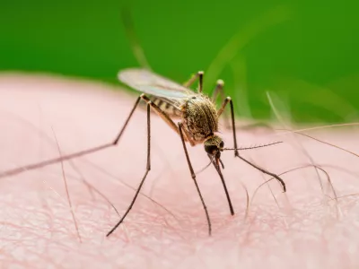 Malaria Infected Mosquito Bite. Leishmaniasis, Encephalitis, Yellow Fever, Dengue, Malaria Disease, Mayaro or Zika Virus Infectious Culex Mosquitoe Parasite Insect Macro. / Foto: Nechaev-kon