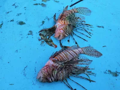 Lionfish lie on a fishing boat off the coast of Larnaca, Cyprus, in the eastern Mediterranean, early Saturday, Dec. 20, 2025. (AP Photo/Petros Karadjias)