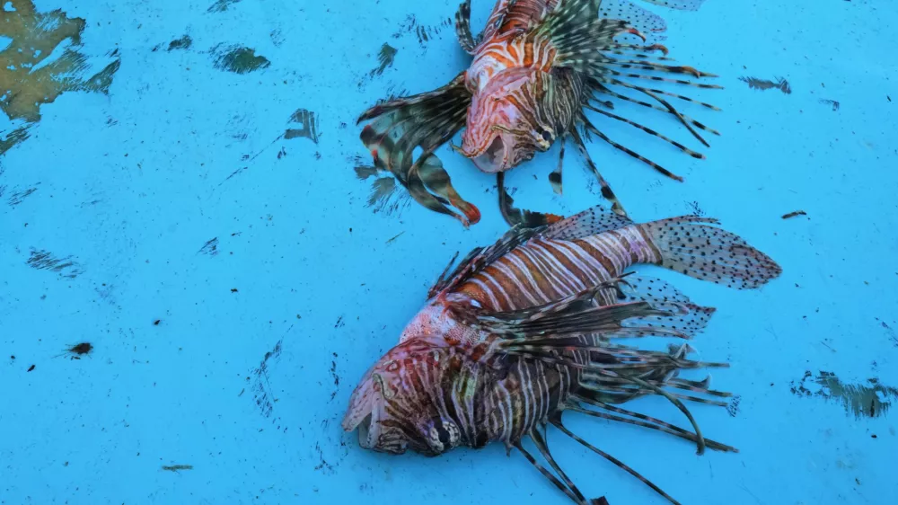 Lionfish lie on a fishing boat off the coast of Larnaca, Cyprus, in the eastern Mediterranean, early Saturday, Dec. 20, 2025. (AP Photo/Petros Karadjias)