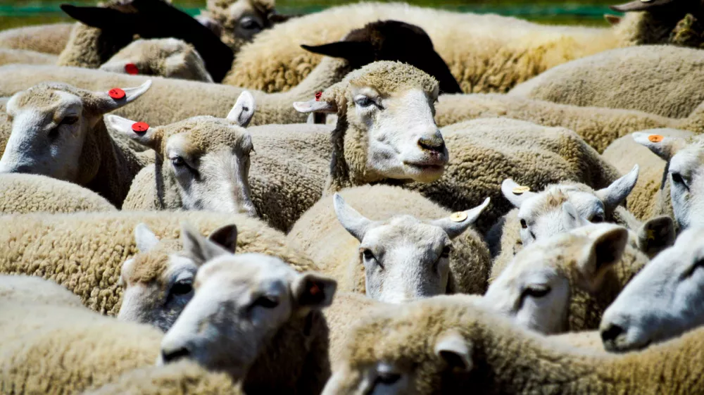 A sheep parade in Chiba, Japan.