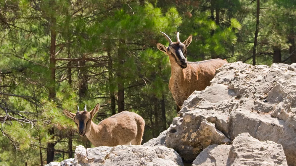 Wild goats kri-kri in Samaria Gorge, Crete, Greece.