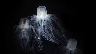 The Sea Wasp - Immortal Jellyfish