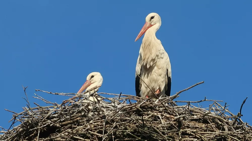 ptice, bela &scaron;torklja, gnezdo. Foto: Tatjana Pihlar 