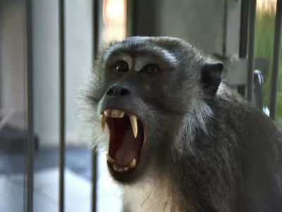 A long-tailed macaque is seen after it was caught in a trap the previous day, at the Animal Rescue Center for observation in Pekanbaru, Riau, on August 7, 2026. Animal trappers have cut short the two-week rampage of a monkey that randomly attacked 18 people on Indonesia's Sumatra island, prompting dozens of schools to close in fear.,Image: 1121233355, License: Rights-managed, Restrictions:, Model Release: no 