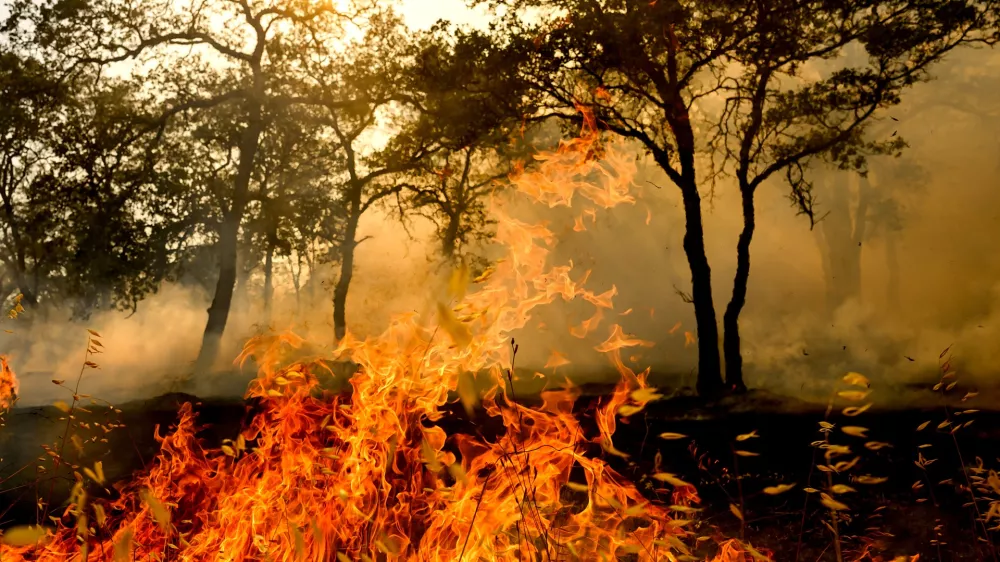 Flames consume vegetation as the Gann Fire burns near Copperopolis on Tuesday, Aug. 4, 2026, in Calaveras County, Calif. (AP Photo/Noah Berger)