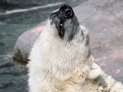 polar bear injoying the sun / Foto: Rikke68 Getty Images/istockphoto