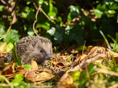 Mladi jež v družbi jesenskega listja / Foto: Istock