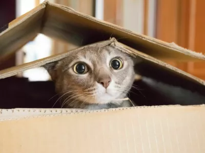 Cat looking startled and surprised while plays hide and seek in a box.