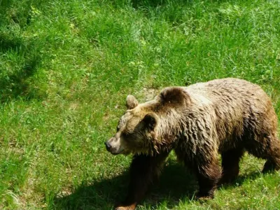 Na območju Dolenje vasi so opazili več medvedk z mladiči. Foto: Občina Ribnica