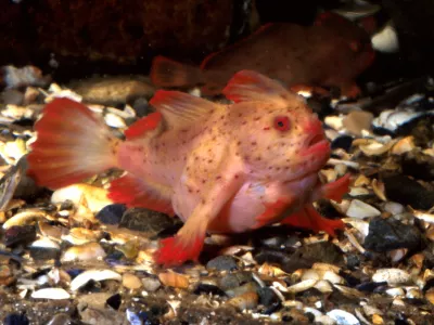 Rokata ribica