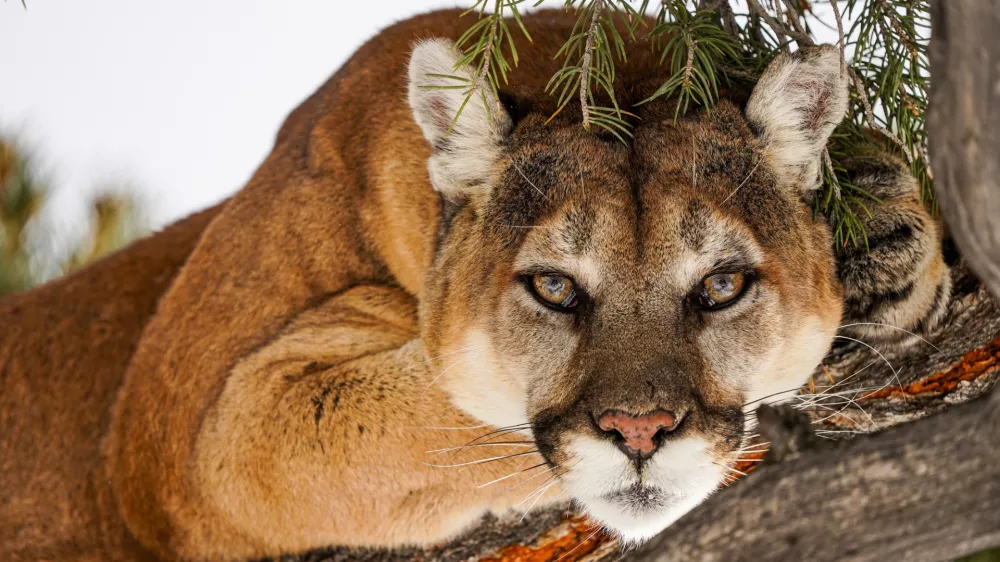 Mountain lion