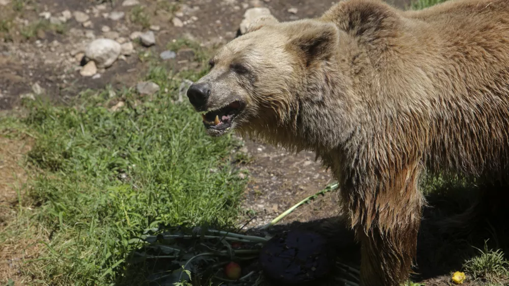 medved - 06.07.2022 - Živalski vrt ZOO Ljubljana &ndash; živali se v poletni vročini hladijo s sladoledom - //FOTO: Jaka Gasar / Foto: Jaka Gasar