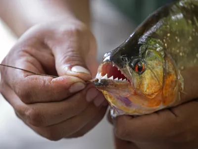 Hands holding a big piranha taken on Napo river, Ecuador