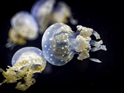 Floating Jellyfish