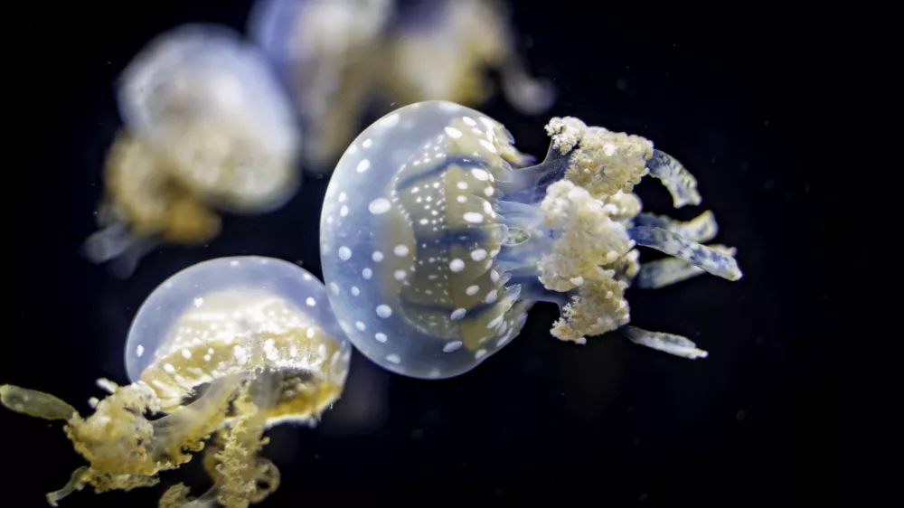 Floating Jellyfish