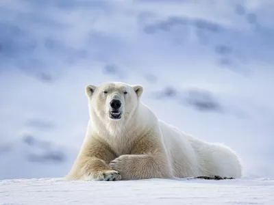 Medveda je sirena prepla&scaron;ila. / Foto: Istock
