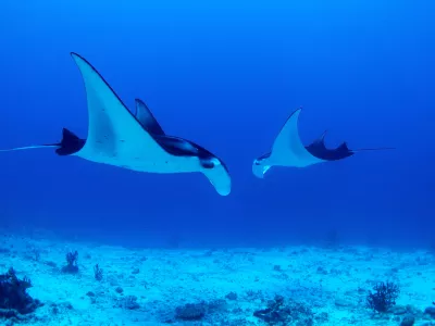 Mantas protected in Maldives dancing with joy