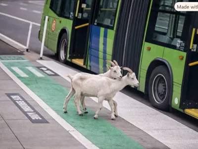 koze na busu