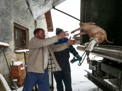 - živalski kadaver - živalsko truplo- 20.11.2018 &ndash; Ptuj - Veterinarsko higienska služba (VHS), terenski ogled dela veterinarsko higienske službe - odvoz poginulih živali, //FOTO: Luka Cjuha.