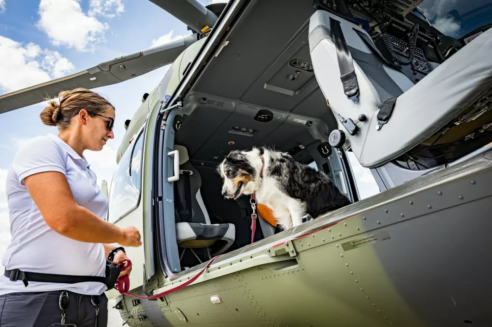 Rescue dogs are gently introduced to a H145 recue helicopeter at Donauw&ouml;rth, the German headquarters of Airbus Helicopters. //Life-saving sniffer dogs are seen overcoming their fear of rescue helicopters during vital training. Aircraft manufacturer Airbus helps canine units get used to the sound, vibrations and downwash of the rotors so they can travel to the areas where they are needed. The initially nervous dogs of the Nordschwaben District Association of the Bavarian Red Cross are introduced to a H145 aircraft at Donauw&ouml;rth, the German headquarters of Airbus Helicopters. They are then taken to the helicopter while the rotors are turning to get used to the sensations. Airbus said Friday (14/8): "The vibrations and downwash of the rotor unsettle the dogs. The closer they get, the more they cower. All that can help now are kind words from their human partner and a few treats from their pockets at the right moment. When the rescue teams go on search missions, there are usually helicopters in the air, flying over the area, which is why the dogs need to overcome their fear of them." Airbus said that five dogs took part &ndash; Miko, Odin, Bella, Mia and Hugo &ndash; with four overcoming their fear. It added: "But that's not a problem, since area search dogs don't normally fly with the helicopter. They are deployed in locations where the terrain can also be accessed by car."Photo released 19/08/2026,Image: 1125881865, License: Rights-managed, Restrictions: Editorial use, commercial use may require additional licenses. We don't use AI to make images which could be mistaken for news photos. AI use will be clearly indicated. Supplied on condition you ensure personal data is processed in compliance with UK GDPR, Model Release: no 