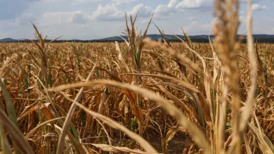 - 11.08-2026. - Suša, Krško polje, koruza.//FOTO: Bojan Velikonja