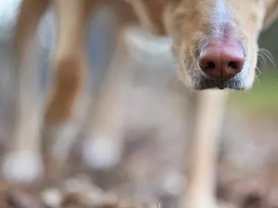 Only the wet nose of a yellow Labrador Retriever dog with legs blurred in the background / Foto: Alison Rose Getty Images/istockphoto