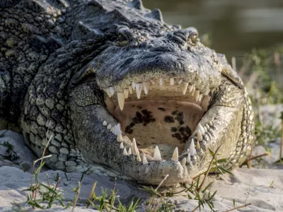 Nile crocodile