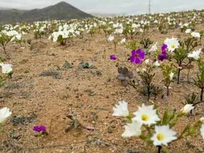Pu&scaron;čava Atacama.