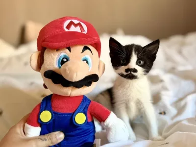 **VIDEO AVAILABLE. CONTACT INFO@COVERMG.COM TO RECEIVE.**WORDS BYLINE: Hayley ChamberlainAn adorable rescue kitten named Mario is looking for a new home after his unusual facial markings left him looking just like the famous video game plumber.The tiny black-and-white moggy sports a patch of dark fur beneath his nose resembling Super Mario's trademark moustache.Mario was found wandering alone and crying in Tipton, West Midlands, in July when he was just five weeks old.He was rescued by RSPCA officers and taken to the charity's Birmingham Animal Centre and Hospital in Frankley Green, where animal care assistant Chloe Sewell took him under her wing.The youngster has since grown into an energetic and mischievous kitten who appears to have plenty in common with his Mushroom Kingdom namesake.Chloe said: "Mario is your typical boisterous, cheeky, mischievous little kitten."He's utterly adorable and such good fun to have around, although he does still need to learn some social skills and pick up some manners!"He is very playful and would quite happily play all day."He can be affectionate and cuddly when he's snoozing and he'll purr his head off, but he's not really a lap-cat, though this may change as he matures and calms down."Mario has spent the past five weeks by Chloe's side and has also struck up an unlikely friendship with her dog, Henry.Chloe added: "When we get back to mine at the end of the day, he is so excited to see my dog, Henry; they're the best of friends and will play for hours on end."That's why we'd love for him to find a home with a loving family who are ready to play lots of games and who already have a cat or a dog for him to play with."Rescuers believe Mario would suit a family with children and would ideally like him to have access to the outdoors when he is old enough.Chloe said: "He's very energetic and adventurous - much like his Mushroom Kingdom namesake."As far as Mario's concerned, the more people for him to play with, the better!"Featuring: Mario the rescue kitten, whose distinctive facial markings resemble Super Mario's famous moustacheWhen: 26 Aug 2026Credit: RSPCA/INSTARimages**EDITORIAL USE ONLY. MATERIALS ONLY TO BE USED IN CONJUNCTION WITH EDITORIAL STORY. THE USE OF THESE MATERIALS FOR ADVERTISING, MARKETING OR ANY OTHER COMMERCIAL PURPOSE IS STRICTLY PROHIBITED. MATERIAL COPYRIGHT REMAINS WITH STATED PHOTOGRAPHER AND/OR SUPPLIER.**,Image: 1128603905, License: Rights-managed, Restrictions: EDITORIAL USE ONLY. MATERIALS ONLY TO BE USED IN CONJUNCTION WITH EDITORIAL STORY. THE USE OF THESE MATERIALS FOR ADVERTISING, MARKETING OR ANY OTHER COMMERCIAL PURPOSE IS STRICTLY PROHIBITED. MATERIAL COPYRIGHT REMAINS WITH STATED PHOTOGRAPHER AND/OR SUPP, Model Release: no 