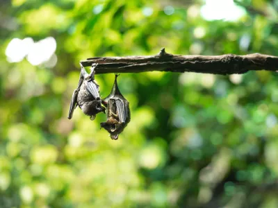 Netopirja v naravi. Mnogi se jih bojijo, toda ključni so za naravno ravnovesje. / Foto: Istock