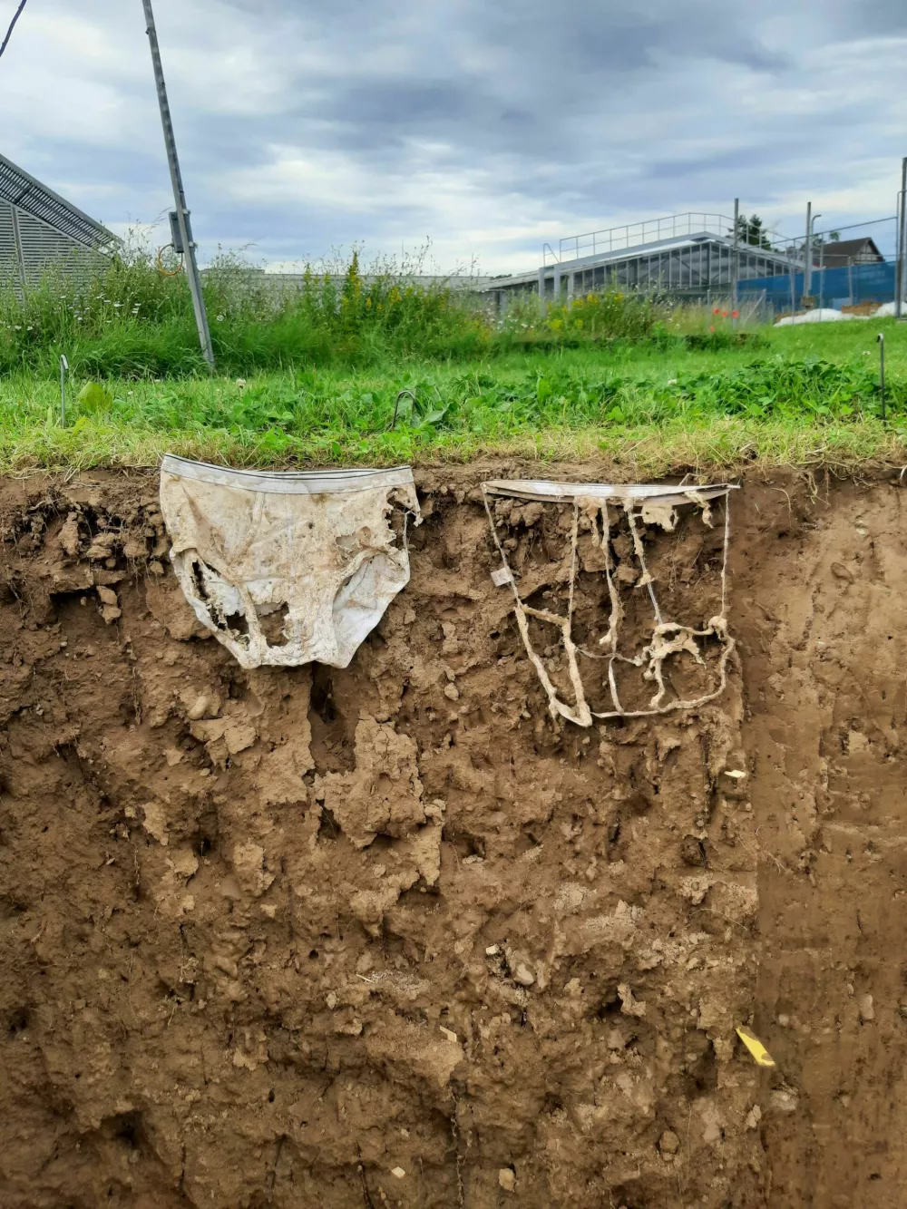 Rahlo ali močno razgrajeno? Bolj aktivni kot so talni organizmi, hitreje se bombažni material razgradi. (Slika: Gabriela Br&auml;ndle, Agroscope) / Foto: Gabriela Br&auml;ndle, Agroscope