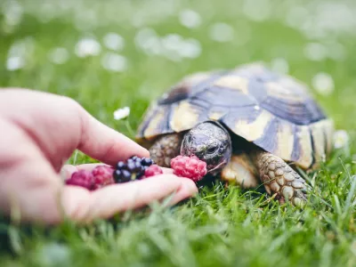 Želve se rade tudi posladkajo. / Foto: Istock