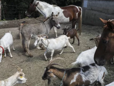 - 10.07.2019 &ndash; družina Lavrič, izobraževalna kmetija miru V pravljici, &Scaron;kofljica - domače živali - koza, konj, osel //FOTO: Jaka Gasar