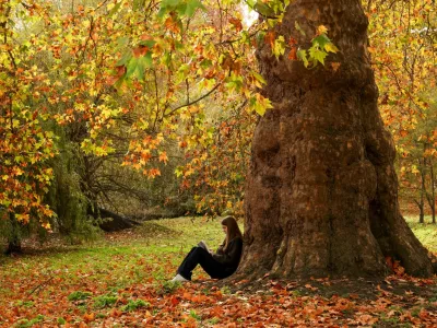 A woman reads a book while sitting under a tree among the autumn leaves in St James's Park, London, Britain, November 9, 2025. REUTERS/Kevin Coombs / Foto: Kevin Coombs