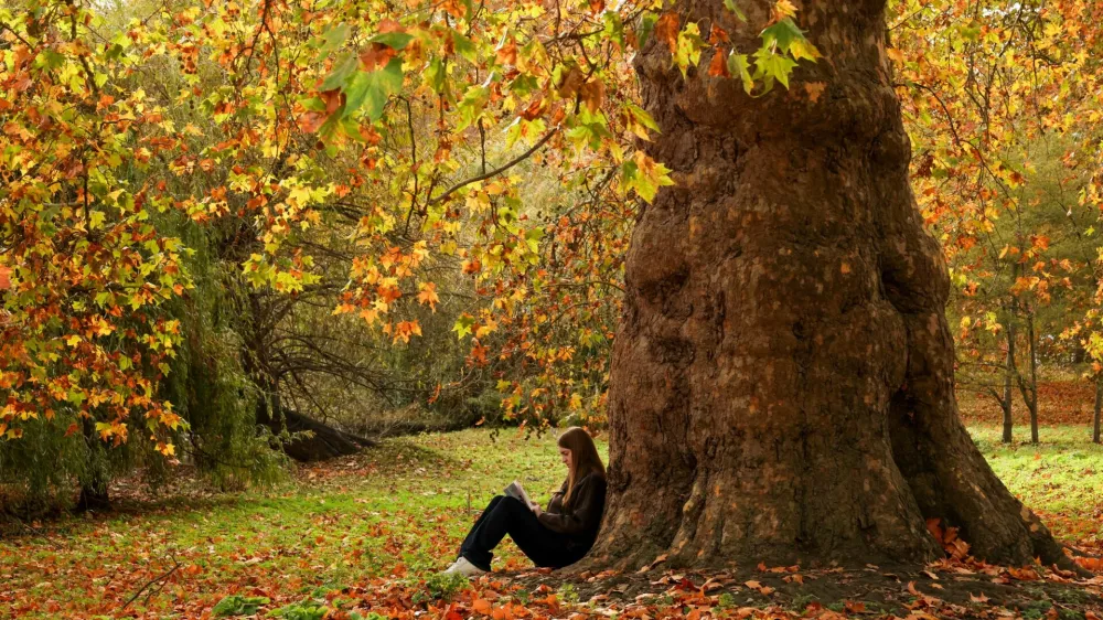 A woman reads a book while sitting under a tree among the autumn leaves in St James's Park, London, Britain, November 9, 2025. REUTERS/Kevin Coombs / Foto: Kevin Coombs