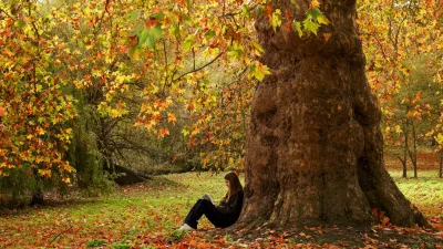A woman reads a book while sitting under a tree among the autumn leaves in St James's Park, London, Britain, November 9, 2025. REUTERS/Kevin Coombs / Foto: Kevin Coombs