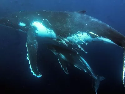 whale kit grbavec / Foto: Great Barrier Reef Marine Park Authority