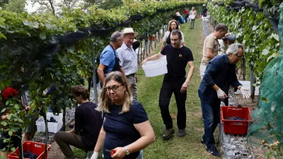 Trgatev tik pred nevihto: na ljubljanskem gradu napovedujejo odličen letnik