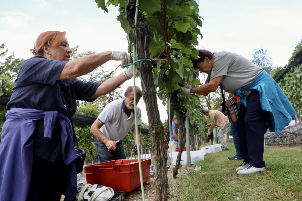 Trgatev tik pred nevihto: na ljubljanskem gradu napovedujejo odličen letnik
